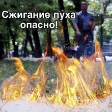 Тополиный пух – источник пожарной опасности!