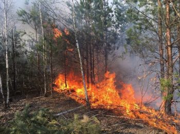 Крупный пожар произошел в лесу под Первоуральском. В опасности оказались отдыхающие санатория и садоводы