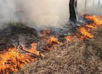 В Первоуральске введен режим чрезвычайной ситуации в лесах