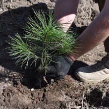 В лесу Шайтанки высадят 5000 сосен