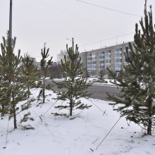 На въезде в Первоуральск высадили сосны и сирень