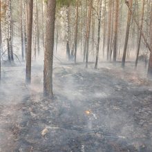 Площадь лесных пожаров сократилась