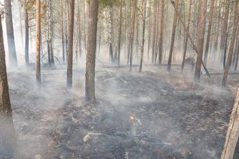 Площадь лесных пожаров сократилась
