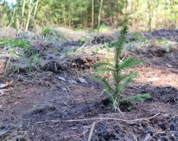 Городское лесничество вместе с волонтерами восстанавливают лес в черте Первоуральска