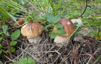 С начала года 23 грибника потерялись в лесах Первоуральска