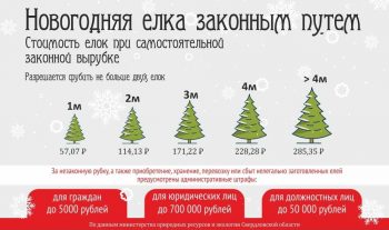 С 16 декабря лесничества области предоставляют жителям возможность самостоятельно срубить ель или сосну на Новый год