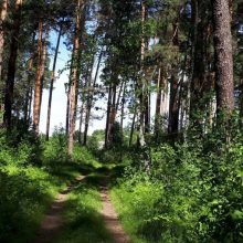 Запрет на посещение лесов установлен на Среднем Урале 