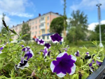 В городском округе Первоуральск высадят порядка 16 000 цветов