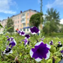 В городском округе Первоуральск высадят порядка 16 000 цветов
