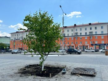 В городском округе Первоуральск высаживают новые растения 