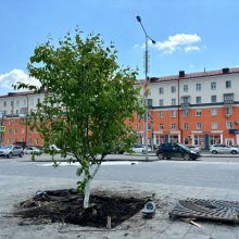 В городском округе Первоуральск высаживают новые растения 
