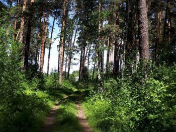 Запрет на посещение лесов установлен на Среднем Урале 