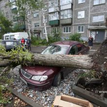 Если дерево упало на машину