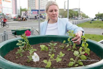 Некачественную рассаду на проспекте Ильича заменят