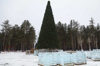 В Первоуральске установили главную елку