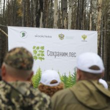 Более 160 тысяч хвойных деревьев высадят в лесах Свердловской области участники акции «Сохраним лес»