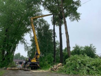 В этом году в Первоуральске кронируют 700 деревьев