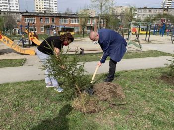 На улице Ватутина высадили молодые ели в честь ветеранов Великой Отечественной войны