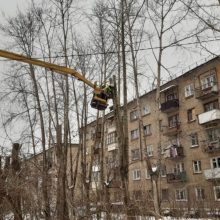 В этом году в городском округе кронируют 800 деревьев