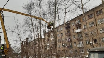 В этом году в городском округе кронируют 800 деревьев