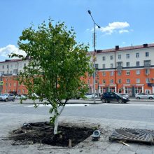 В городском округе Первоуральск высаживают новые растения