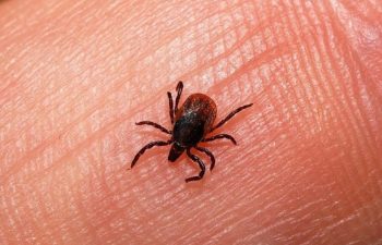 С укусами клещами в травмпункт обратились 35 первоуральцев