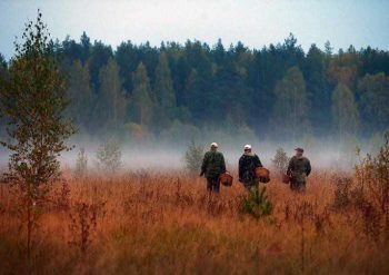 Советы ягодникам и грибникам по безопасному посещению леса