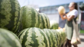 Сезон бахчевых культур начинается: 6 советов, как не отравиться арбузом