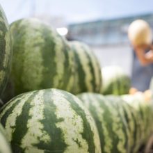 Сезон бахчевых культур начинается: 6 советов, как не отравиться арбузом