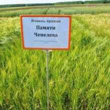 Уральский сорт ячменя «Памяти Чепелева» признан лучшим в России