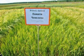 Уральский сорт ячменя «Памяти Чепелева» признан лучшим в России