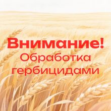 Внимание! Обработка гербицидами